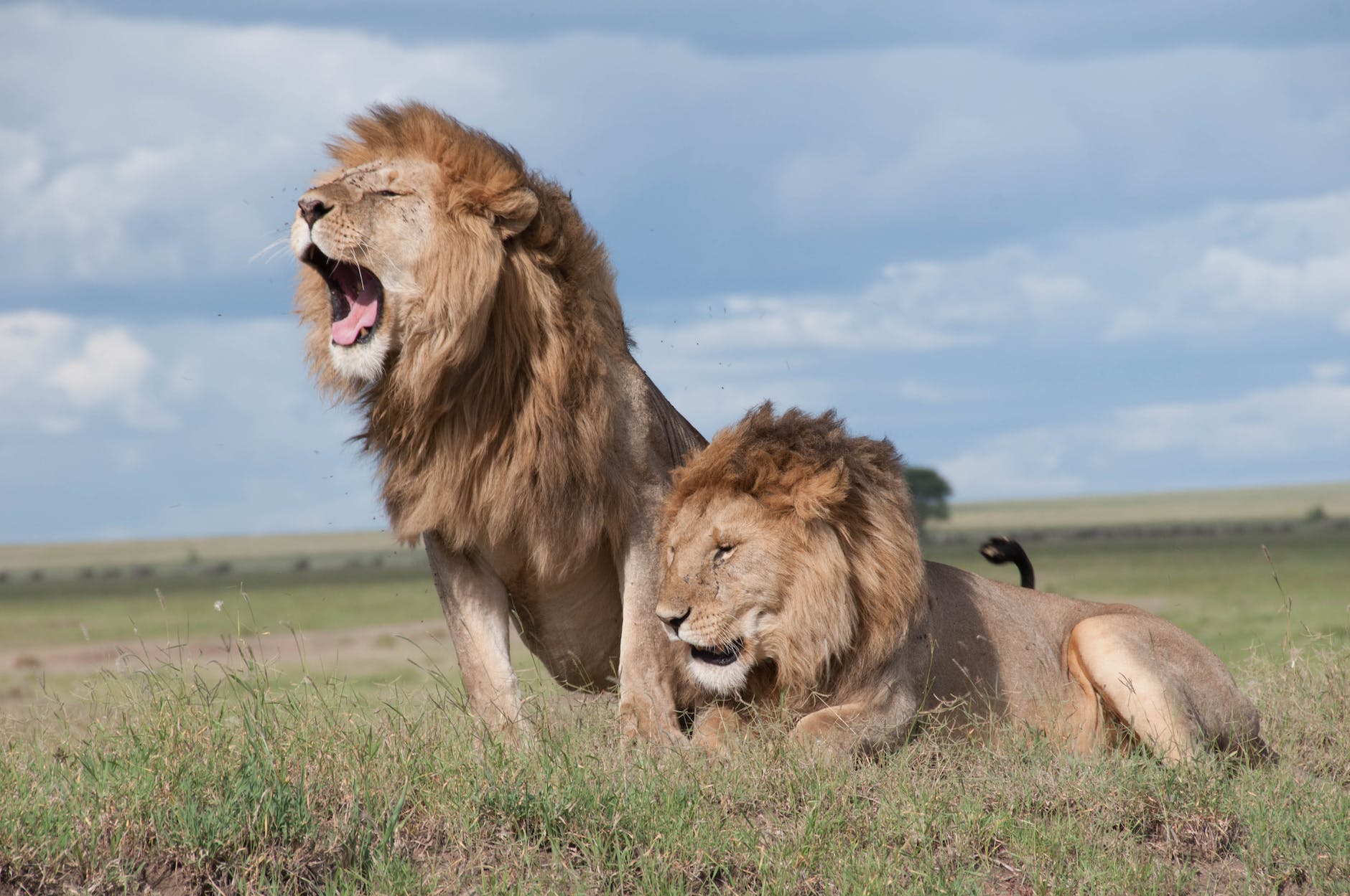 shallow focus photo of two brown lions