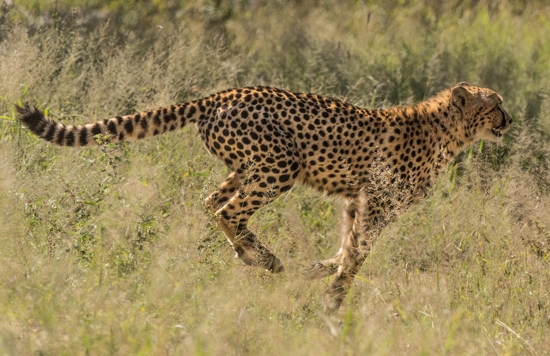 wild animal running on grassland